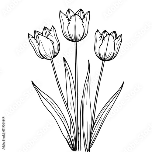 Blooming tulip flowers