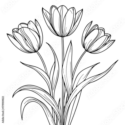 Tulip flowers coloring page for kids