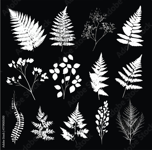 Collection of elegant fern silhouettes in black and white isolated on white background