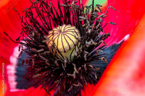 a ripening red poppy seed pod. close-up. colorful flower photo. natural lighting.