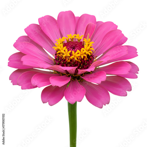 Vibrant Pink Zinnia Flower: Close-up Photography