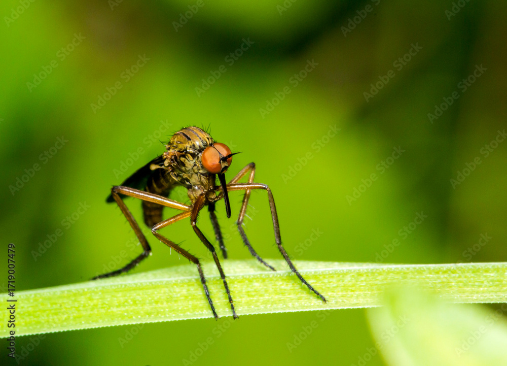 Fototapeta premium male mosquito on a natural background. colorful photo of wildlife. macro photo of an insect. close-up. space for text