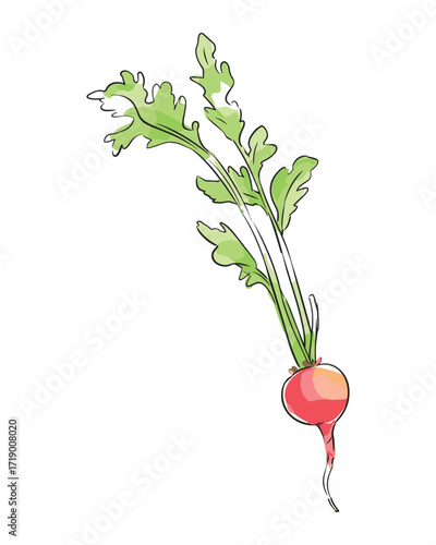 Radish Vector Illustration With Leaves and Root