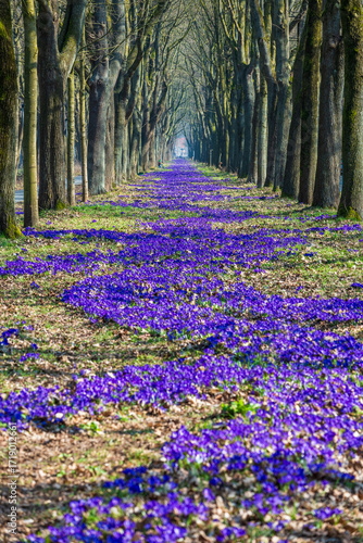 Eine Million Krokusse in Bremen Oberneuland