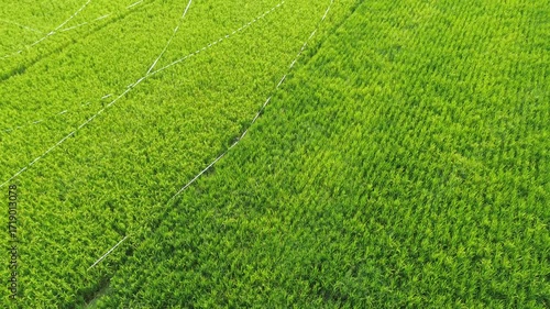 Aerial View Of Lush Green Rice Fields In A Vibrant Farmland Landscape