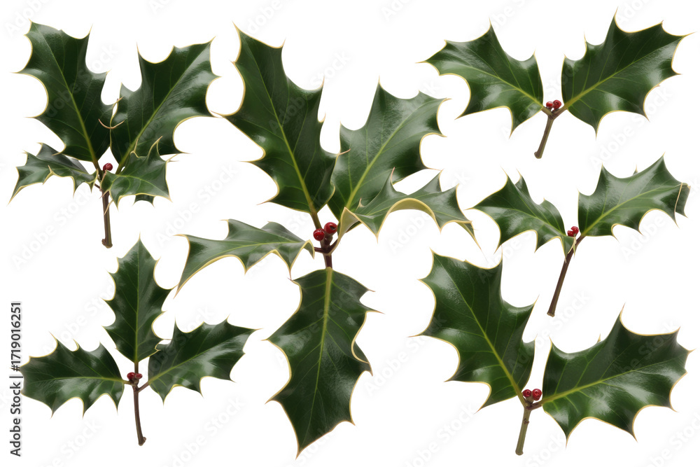 Fototapeta premium Collection of holly leaves with red berries, isolated on transparent background. Perfect for Christmas decorations. background removed