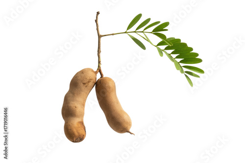 Two ripe tamarinds hanging from a branch with green leaves, isolated on transparent background. background removed