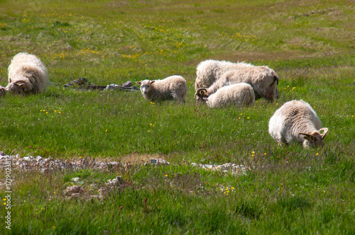 Stokksnes Iceland, sheep grazing in field of spring grass