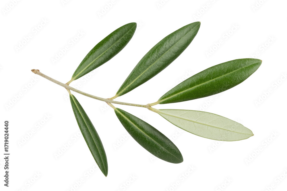 Naklejka premium A sprig of olive leaves, showcasing vibrant green and pale undersides, isolated on a transparent background. background removed