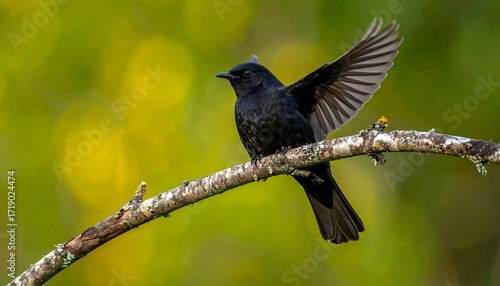 Black bird perched, wings spread