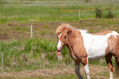 Southeast Iceland, Icelandic horse or Icelandic standing in field, the breed of horse was developed in Iceland.