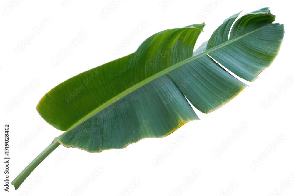 Fototapeta premium Single large green banana leaf, isolated on a transparent background, showcasing its vibrant color and unique texture. background removed