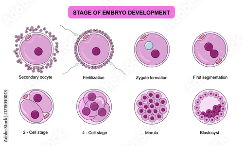 Stage of embryo development illustration, Insemination and fertalization. Human sexual reproductive system and pregnancy, vector ilustration for medical poster, clinic, lab and education.