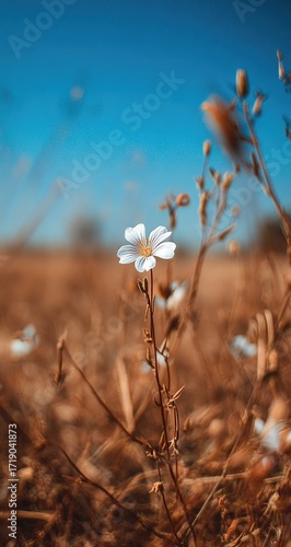 Wallpaper Mural Single white flower in a field of dry brown grasses Torontodigital.ca