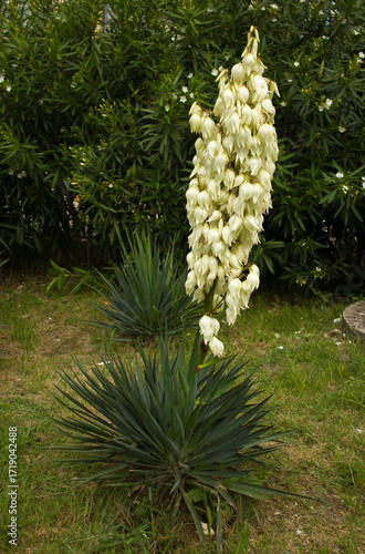 Yucca aloifolia plant blooming in Adler (Sochi).