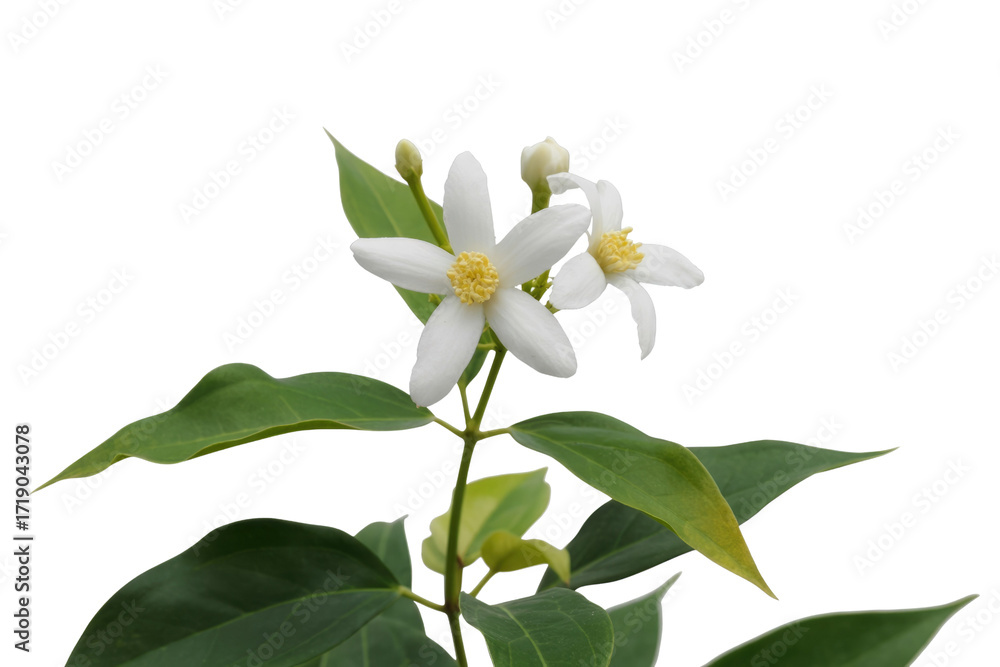 Fototapeta premium Close-up of Murraya paniculata blossoms, showcasing delicate white petals and vibrant yellow stamens against a green backdrop. background removed