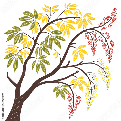 golden rain tree on white background 