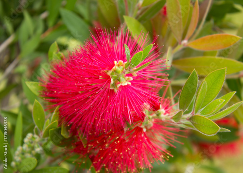 Callistemon Citrinus closeup of flowers 