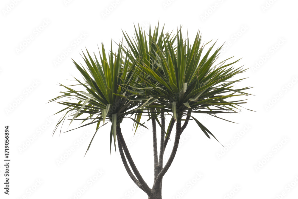 Fototapeta premium A transparent PNG image of a Dracaena marginata plant, showcasing its vibrant green leaves and multiple stems against a solid transparent background. background removed
