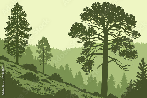Apache-Sitgreaves National Forests in Arizona, high-elevation forests of spruce and fir