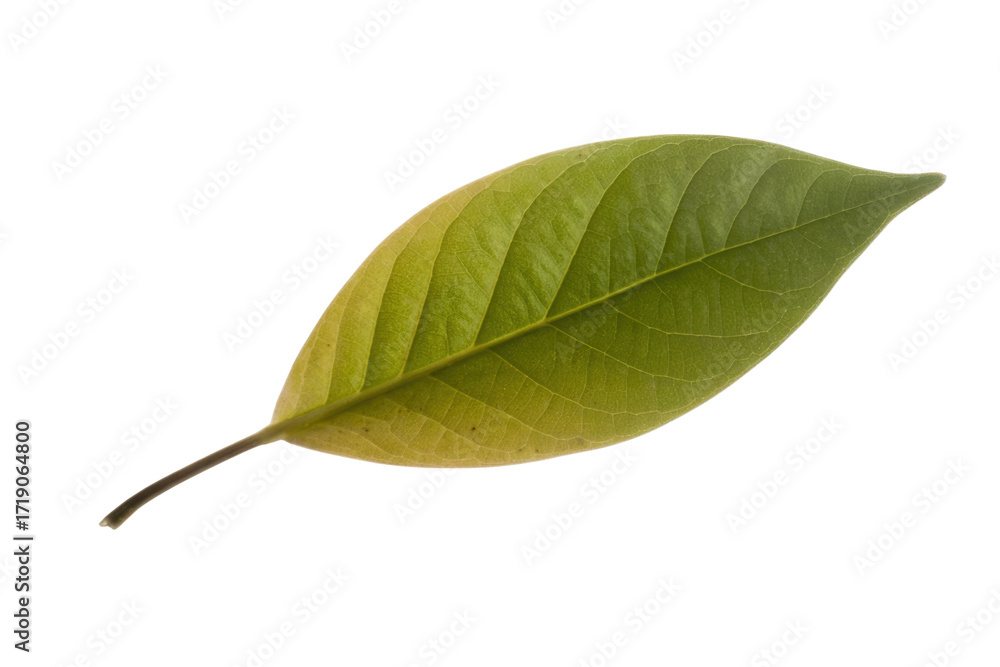 Fototapeta premium Single, green leaf with visible veins isolated on a transparent background. background removed