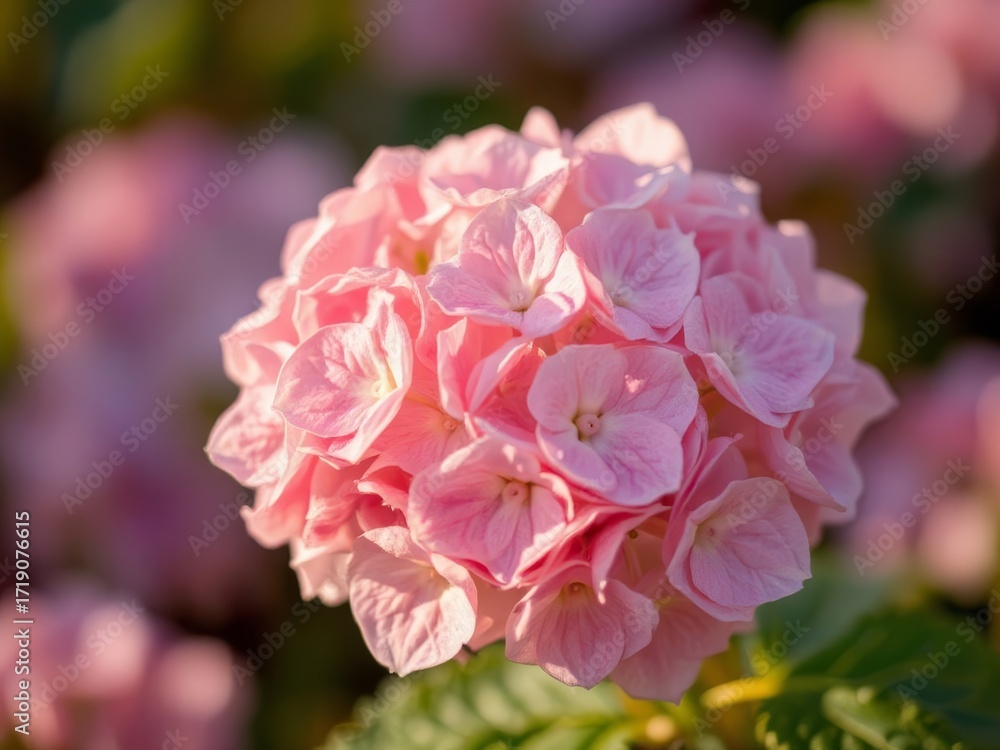 Fototapeta premium Pink hydrangea flower blooming in garden during springtime 