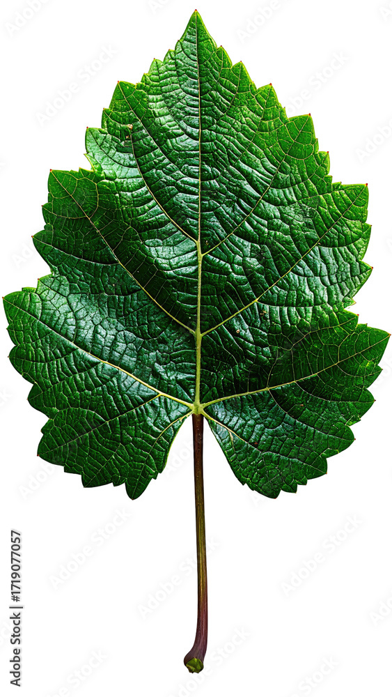 Fototapeta premium Close-up of a vibrant green grape leaf. Deep veins, textured surface, sharply defined edge