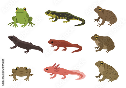 A collection of nine amphibian illustrations of frogs toads and salamanders