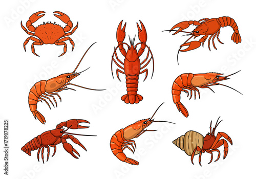 Depicts various crustaceans crab lobster shrimp and hermit crab