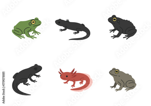Six amphibians including frogs newts and an axolotl are arranged in a grid pattern on a white background