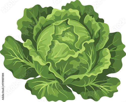 A vibrant green cabbage head with big leafy layers, perfect for gardening visuals, healthy food packaging, farm-to-table branding, nutrition infographics, and agricultural designs