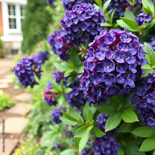 Ceanothus close up in Garden