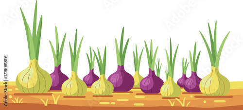 A field scene featuring rows of yellow and red onions with vibrant green sprouts, ideal for farming visuals, agricultural education, vegetable gardening, and fresh produce designs
