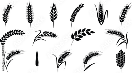 Various black wheat and grain silhouette illustrations on white editable vector file