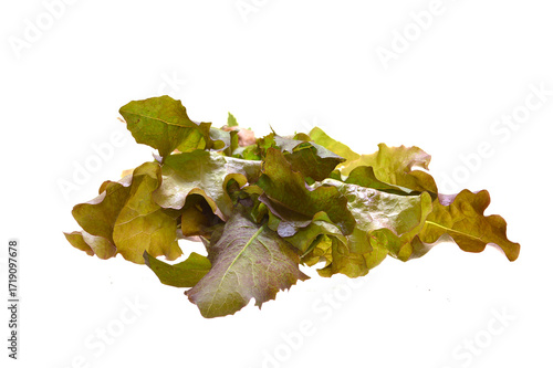 salad isolated on white background