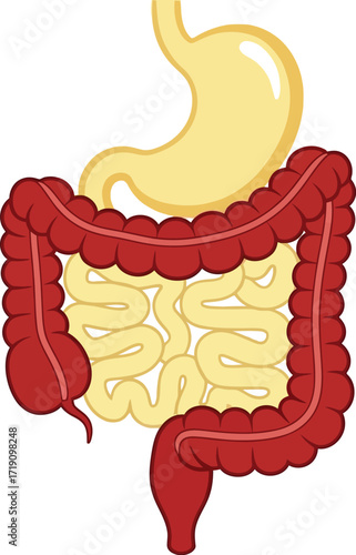 Illustration of the human digestive system with stomach and colon editable vector file