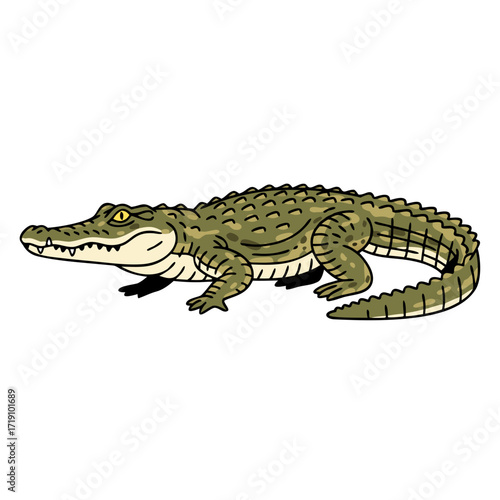 Alligator illustration, flat design, natural colors, isolated on white background