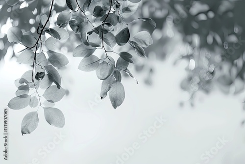 Monochromatic close-up of delicate, slightly blurred leaves hanging from branches against a soft, bright background.  The image evokes a serene, peaceful atmosphere
