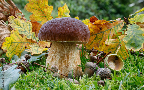 orange cap boletus