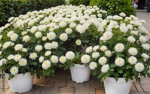 White chrysanthemums in large pots arranged on a paved surface. The flowers are blooming abundantly, showcasing their round shape and vibrant green leaves.