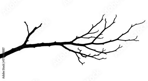 A bare tree branch extending horizontally silhouetted against a white background