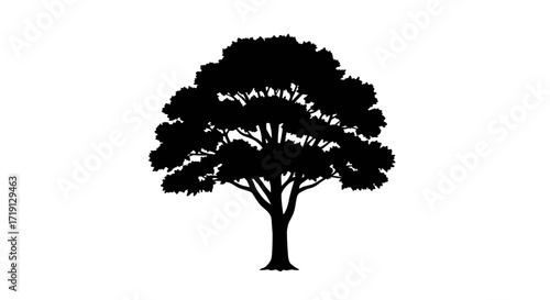 A silhouette of a broad tree with dense foliage and a visible trunk against a plain white backdrop