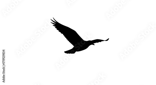 Black silhouette of a bird in flight with wings spread on a white background