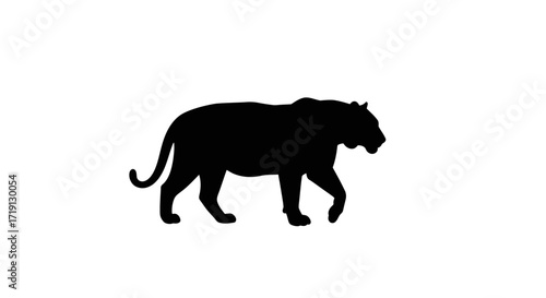 Black silhouette of a tiger walking defined by curved tail  strong body on a plain white background