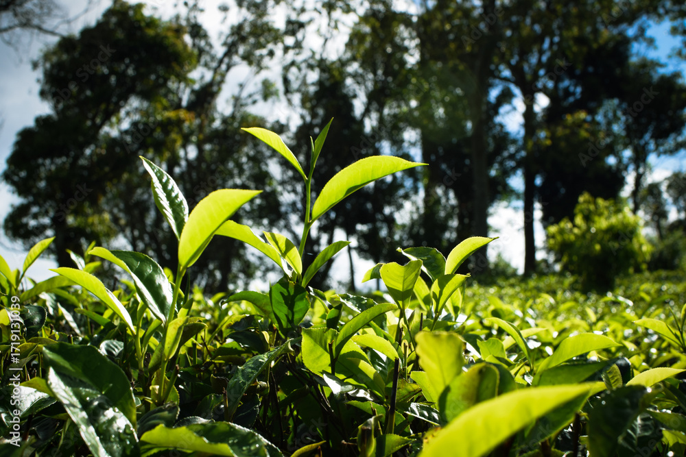 Fototapeta premium Fresh Green Tea Leaves Close Up in Organic Herbal Farm with Morning Sunlight. Natural Eco Plantation for Healthy Organic Drinking Tea.Organic Tea Plantation for Relaxation and Health. Green Tea leaves