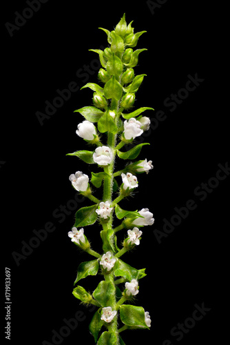 Flower of green shiso (Perilla frutescens var. acuta) in Japan in September