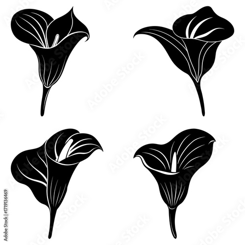 Illustration of four black and white calla lily flowers in varying orientations and perspectives shown together