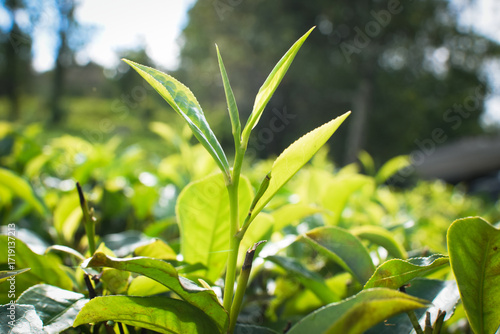 Fresh Green Tea Leaves Close Up in Organic Herbal Farm with Morning Sunlight. Natural Eco Plantation for Healthy Organic Drinking Tea.Organic Tea Plantation for Relaxation and Health. Green Tea leaves