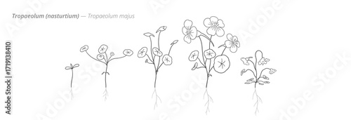 Growth stages of nasturtium illustrated for gardeners. Botanical monochrome black and white hand drawn vector Illustration