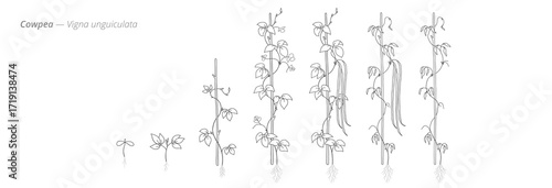 Visualizing cowpea growth stages from seed to harvest. Botanical monochrome black and white hand drawn vector Illustration